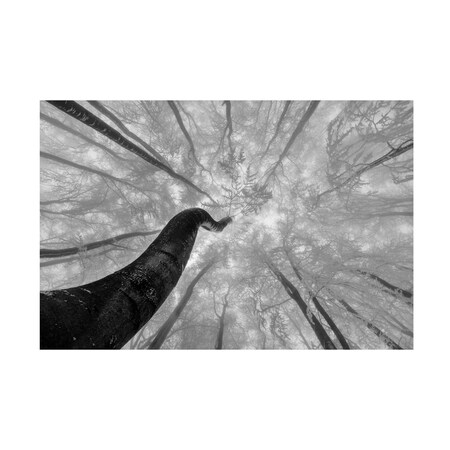 Tom Pavlasek 'Looking Up' Canvas Art, 30x47